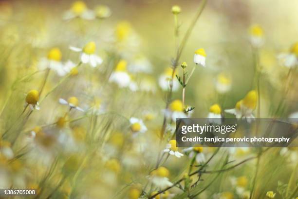 chamomile flowers background - chamomile tea stock-fotos und bilder