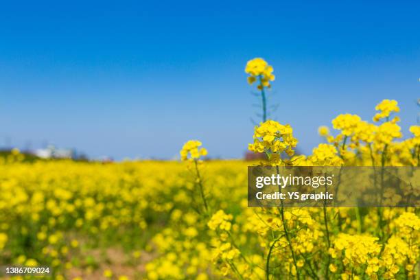 blue sky and field of rape blossoms - canola stock-fotos und bilder