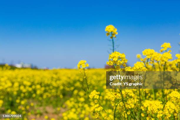 blue sky and field of rape blossoms - canola stock pictures, royalty-free photos & images