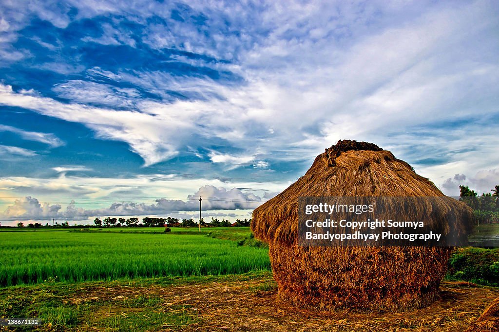Haystack Paddy Paddy Field And Haystack In West Bengal India High-Res Stock Photo ...