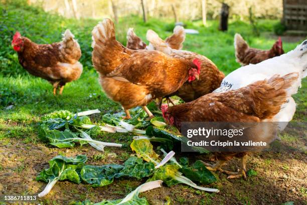 chickens in freedom - freilandhuhn stock-fotos und bilder