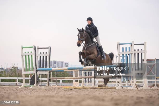 show jumping competition - bay horse 個照片及圖片檔