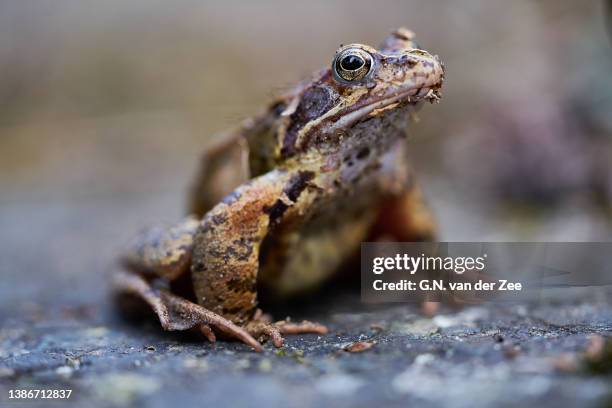 common toad - common toad stock pictures, royalty-free photos & images