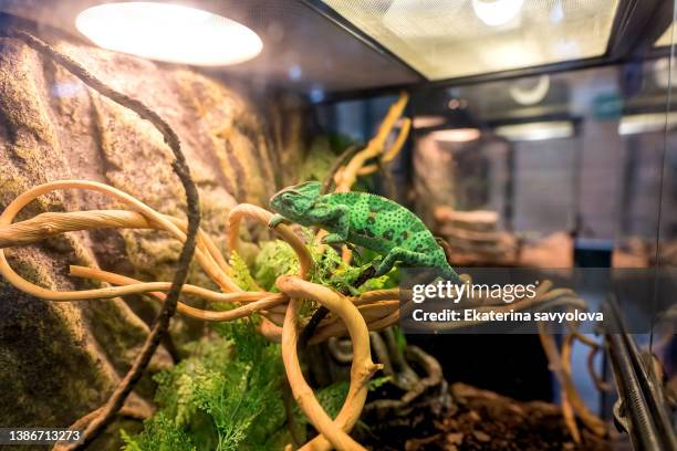 a green chameleon in a tree branch. - terrarium fotografías e imágenes de stock