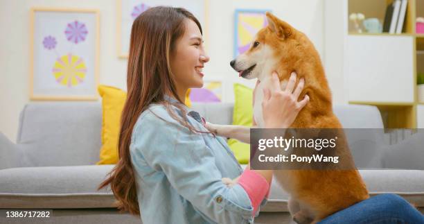 asian woman hug dog - shiba inu adult stock pictures, royalty-free photos & images
