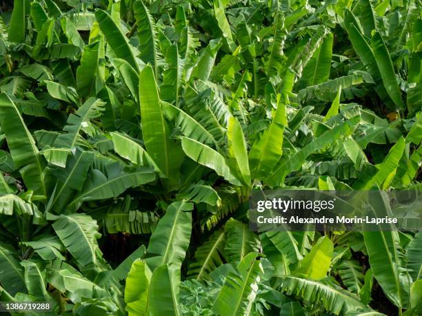 lush banana crop view from above - bananenplantage stock-fotos und bilder