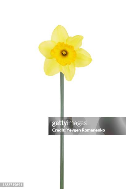 narcissus flower isolated on white background - daffodil imagens e fotografias de stock