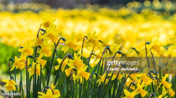 sea of daffofils at spring - daffodil imagens e fotografias de stock