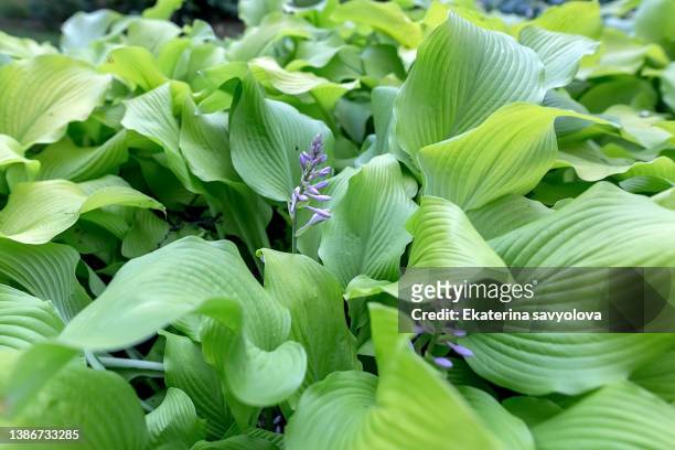 flowers hosts. a bush with flowers and leaves. - hosta foto e immagini stock