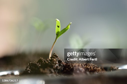 Tomatensämling Tomatensämling