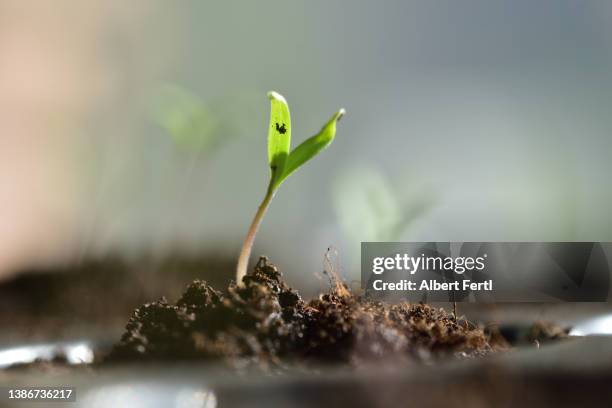 tomatensämling - seed sprouting stock pictures, royalty-free photos & images