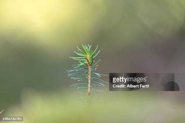 fichtenschössling - spruce stock-fotos und bilder