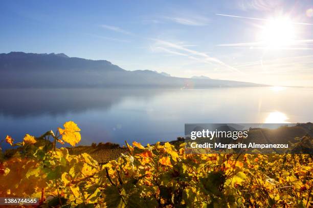 majestic landscape of lavaux terraced vineyards in switzerland with yellow autumn leaves and the lake in the background - lake geneva switzerland stock pictures, royalty-free photos & images