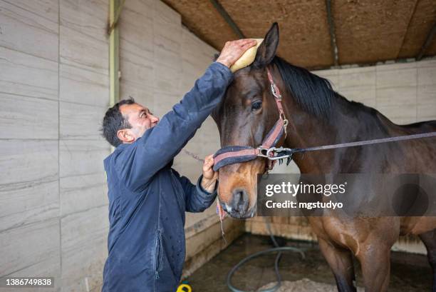 washing a racehorse after the competition - purebred stock pictures, royalty-free photos & images