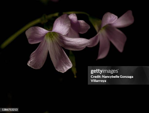 tiny shamrock flowers on black background - acederilla fotografías e imágenes de stock
