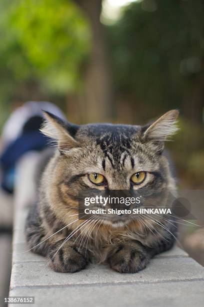 portrait of cat - toshima ward stock pictures, royalty-free photos & images