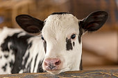 Calves confined in a dairy farm. Brazil