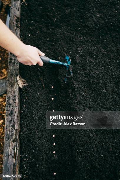 overhead perspective of a person covering up a row of seeds in a backyard garden - alex gardner stock pictures, royalty-free photos & images