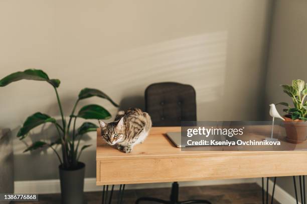 scottish straight gray cat working at the computer as a developer online - cat keyboard stock pictures, royalty-free photos & images