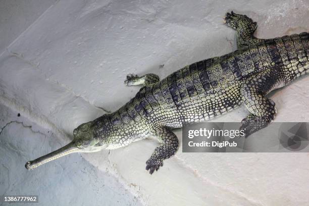 gharia / gavial, fish-eating crocodile - gharial stock pictures, royalty-free photos & images