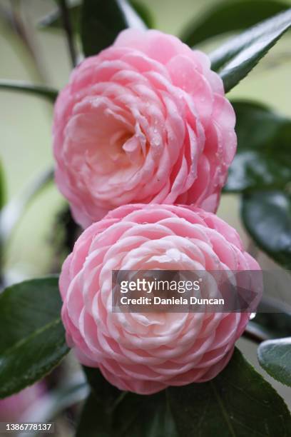 pink perfection camellias in full bloom - camellia foto e immagini stock