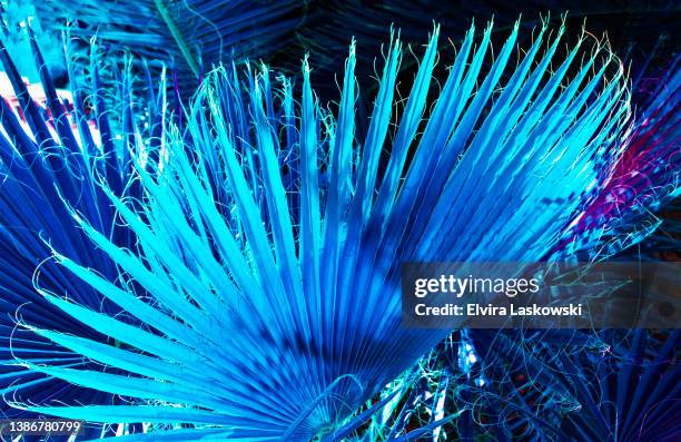 blue abstract fan palm - waaierpalm stockfoto's en -beelden