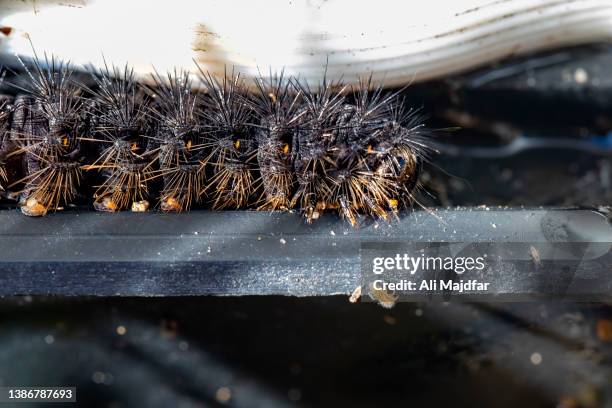 caterpillars of red admiral - vanessa atalanta stock pictures, royalty-free photos & images