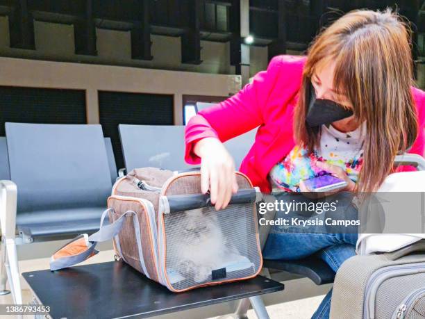 woman traveling with her pet waits in the airport boarding lounge - ヒマラヤン ストックフォトと画像