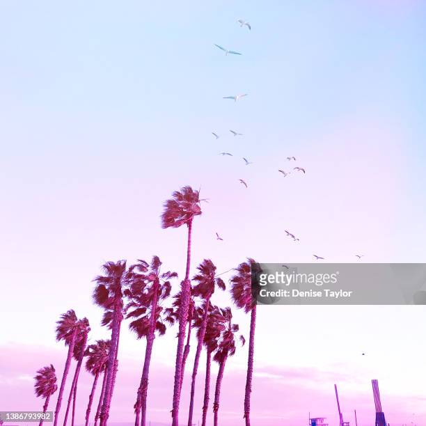 palm trees with pink and blue skies and seagulls - playa de santa mónica fotografías e imágenes de stock