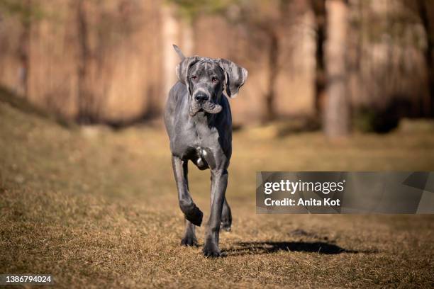 portrait of a dog of the great dane breed - great dane stock pictures, royalty-free photos & images