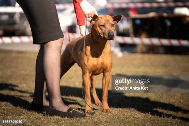 thai ridgeback dog - trained dog stock pictures, royalty-free photos & images