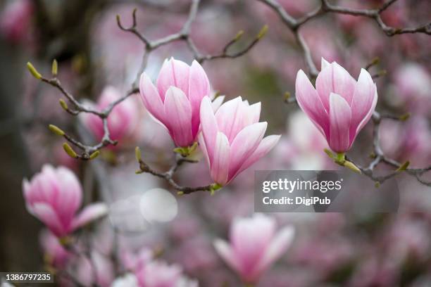 purple magnolia, red magnolia, mulan magnolia, lily magnolia, woody-orchid - magnolia stock pictures, royalty-free photos & images