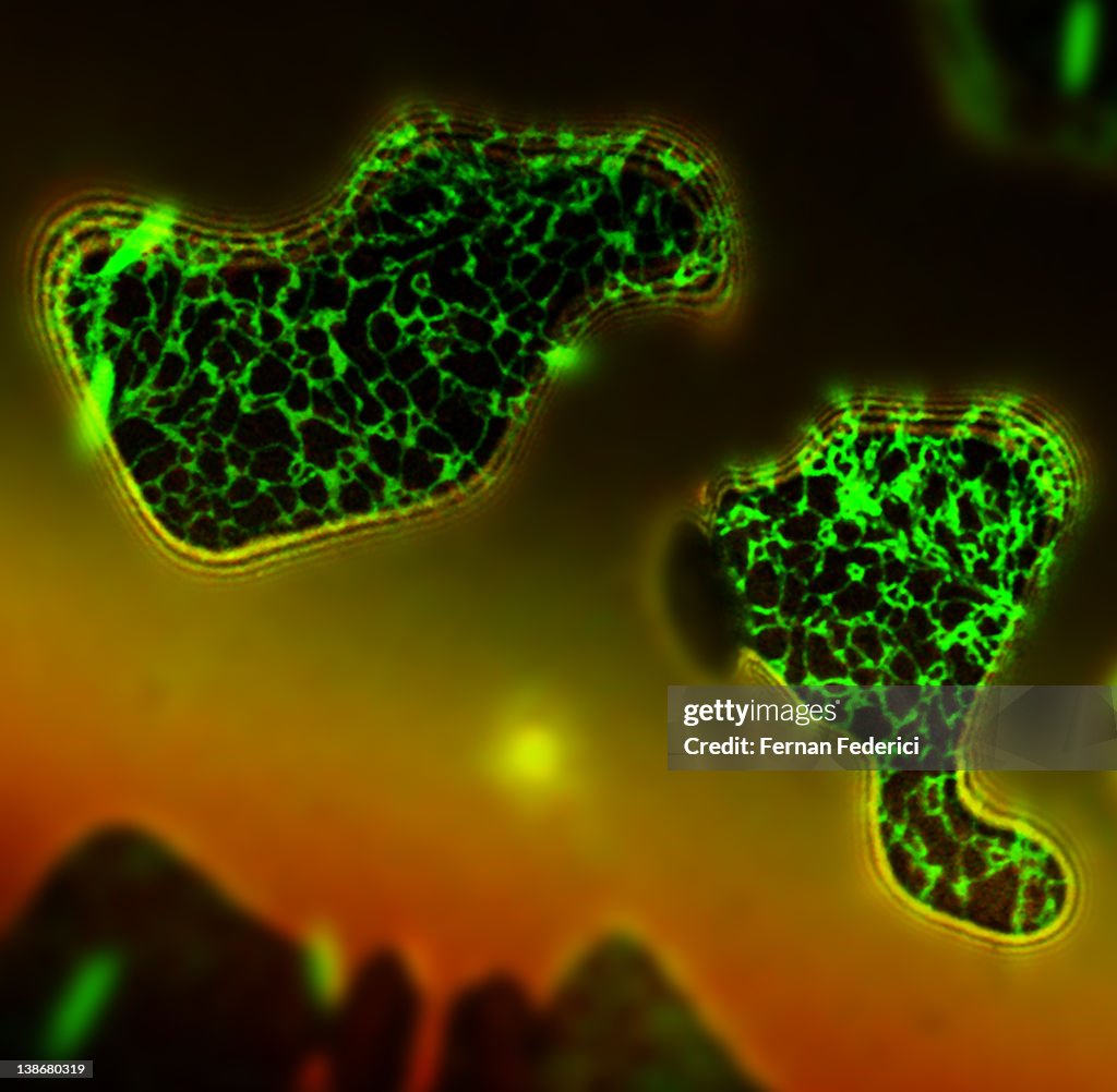 Science microscopy cells