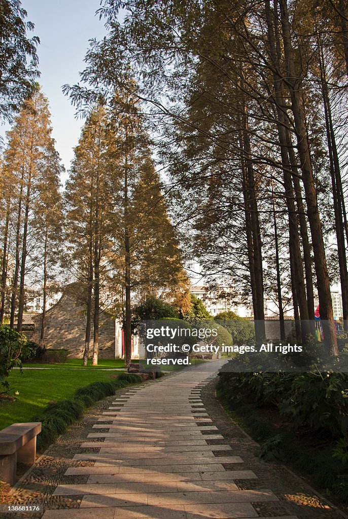 Trees and bench at Park in Ningbo