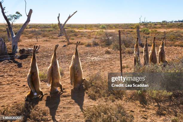 fox bounty - nature morte imagens e fotografias de stock