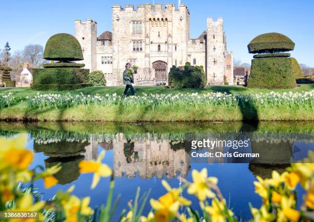 Member of staff surrounded by Daffodils at Hever Castle on March 17,2022 in Hever,England.