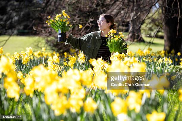 Member of staff surrounded by Daffodils at Hever Castle on March 17,2022 in Hever,England.