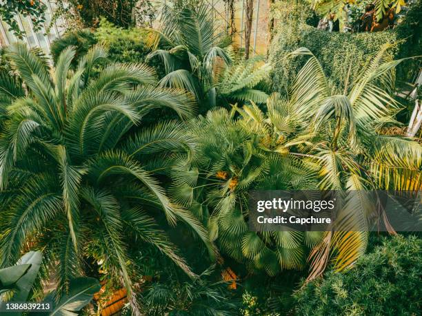 tropical plant leaves and lush green plants. - rainforest stock-fotos und bilder