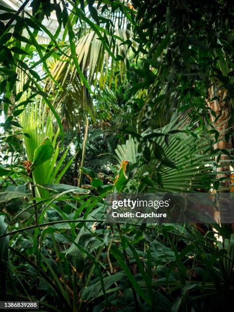 tropical plant leaves and lush green plants. - evergreen plant fotografías e imágenes de stock