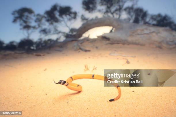 portrait of a ringed brown snake (pseudonaja modesta) on sand from south australia - brown snake stock pictures, royalty-free photos & images