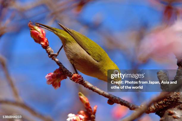 cherry blossom and japanese white-eye bird against blue sky - wild cherry tree stock-fotos und bilder