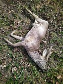 Road killed young roe deer