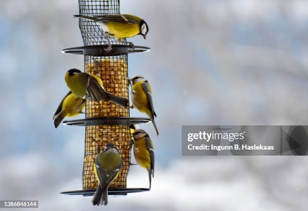 flock of birds (blue tit and great tit) on bird feeder with nuts. winter and snow. - yellow perch bildbanksfoton och bilder