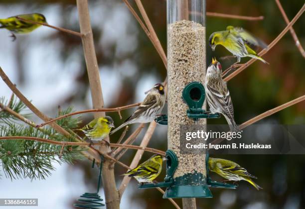 green siskin and common redpoll on bird feeder with sunflower seed. - bird feeder stock-fotos und bilder