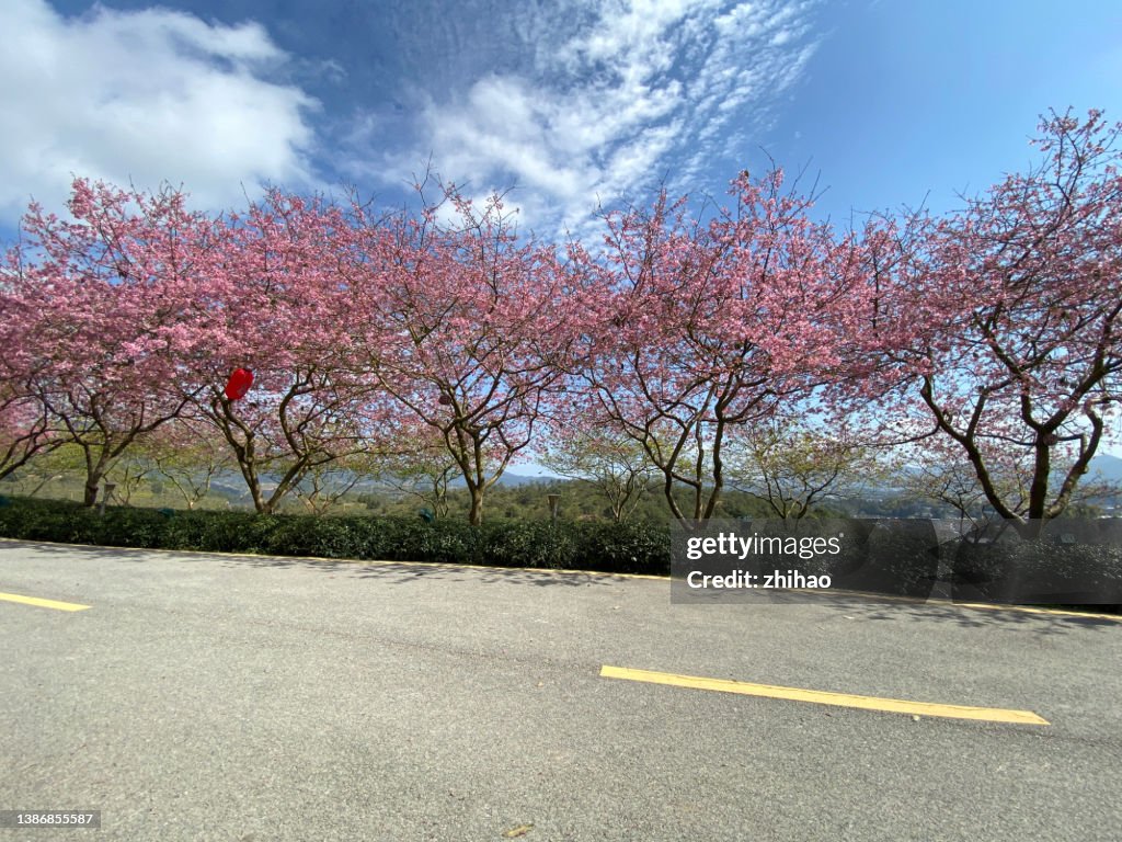 Roadside row of flowering cherry trees