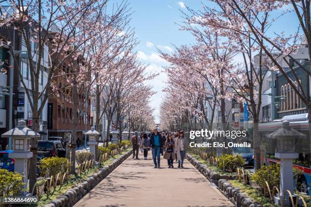 streets of kamakura in spring - kamakura city stock pictures, royalty-free photos & images