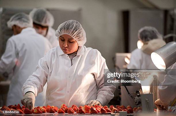 Shari's Berries employees place strawberries on a conveyor belt to be covered in chocolate at a distribution facility in Charlotte, North Carolina,...