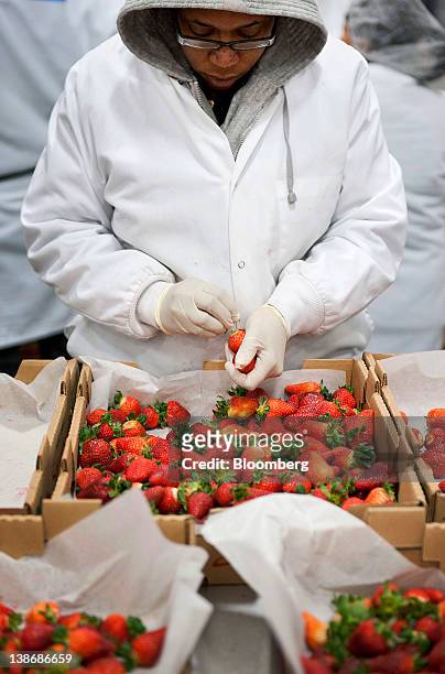 Shari's Berries employee works at a distribution facility in Charlotte, North Carolina, U.S., on Friday, Feb. 10, 2012. The average American...
