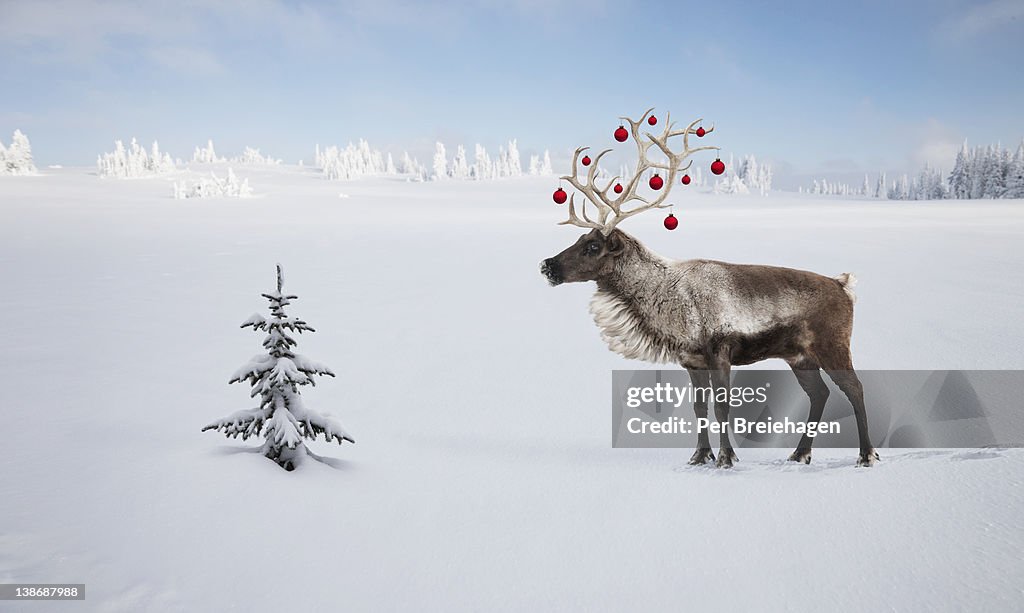 A reindeer with ornaments in his antlers by tree