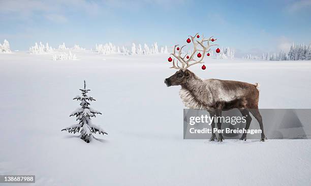 a reindeer with ornaments in his antlers by tree - reindeer 個照片及圖片檔